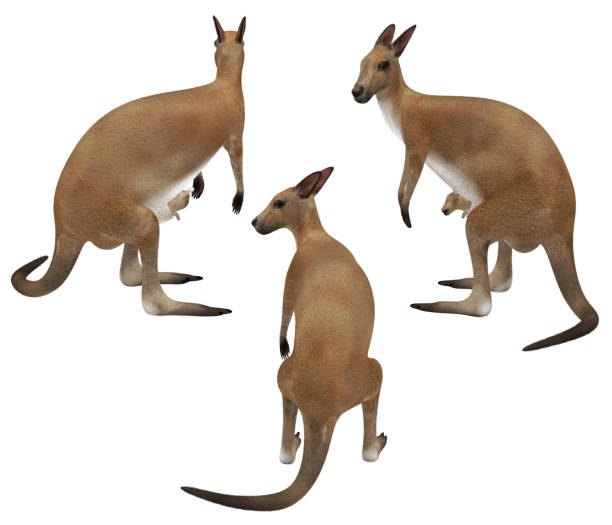 istock Three different views of kangaroo standing and looking left on white background isolated 3d rendering 1201060580