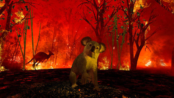 istock Little koala caught in bushfire in Australia needs help from human looking with sad eyes 3d rendering 1201060585