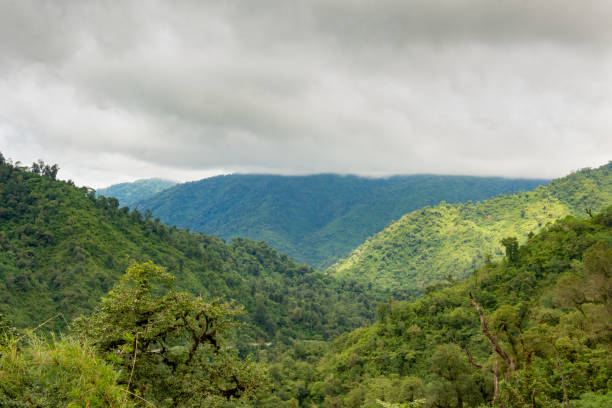 istock Foggy and lush mountain landscape. 1201060681