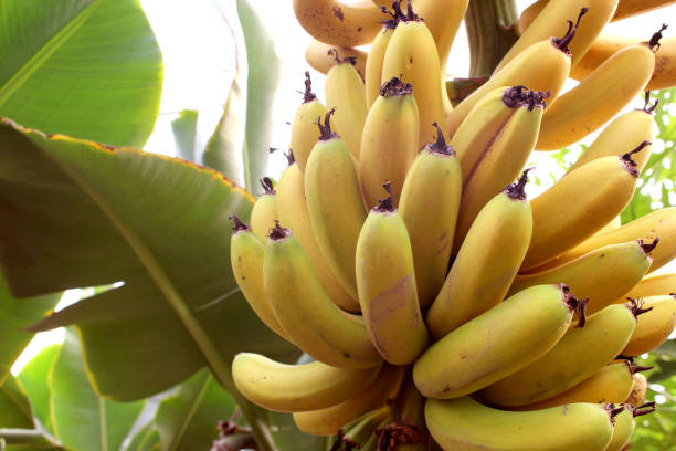 istock Banana tree in botanical garden 1201065372