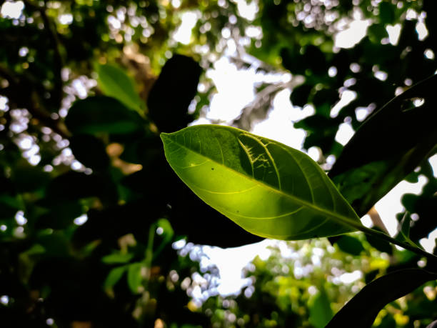 istock Natural macro shot in a summer morning. 1201065379