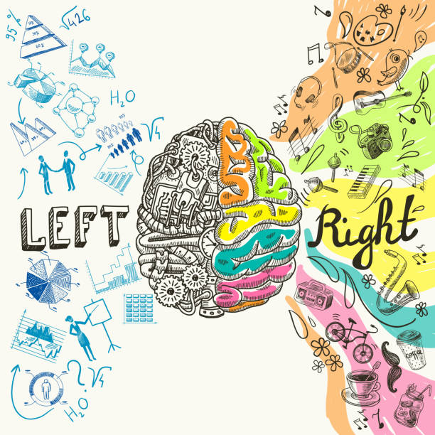 left and right brain Brain left analytical and right creative hemispheres sketch concept vector illustration mathematical function stock illustrations