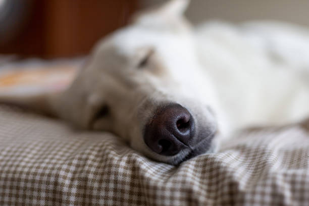 istock Close up nose view of a sleeping Swiss White Shepherd 1201066037