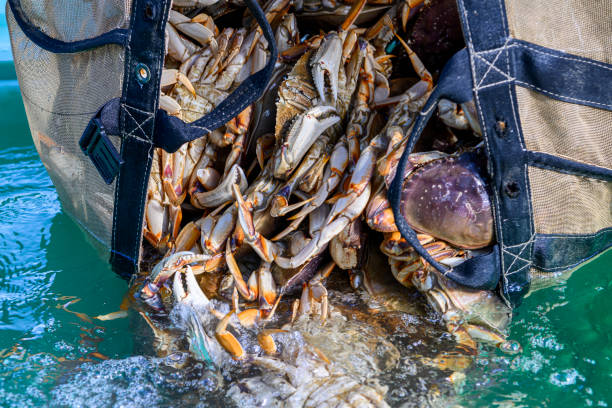 istock Live Dungeness Crabs Offloaded Into Shipping Totes 1201066555