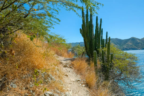 istock Desert cactus trail, tropical dry forest 1201066619