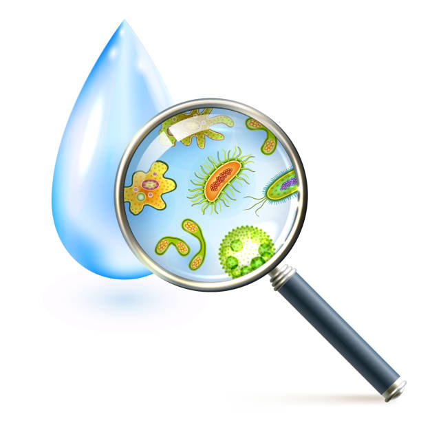 돋보기 박테리아와 바이러스 세포 - magnification water looking glass stock illustrations