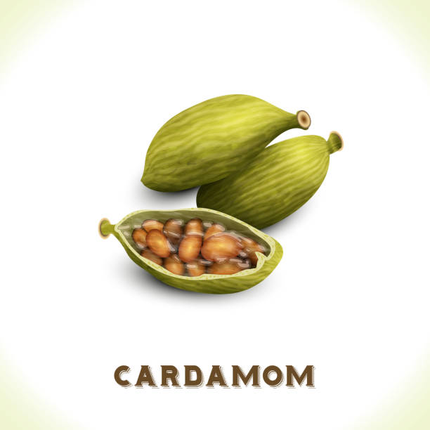 spices 5 Pile of whole cardamom spice isolated on white background vector illustration cardamom stock illustrations