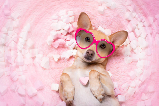 istock valentines wedding dog in love wit rose 1201068065