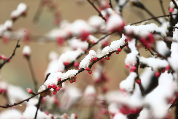 Peach blossom, the snow landscape