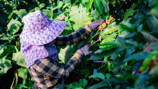 азия женщины сбор кофе на заводе - coffee crop farmer equality coffee bean стоковые фото и изображения