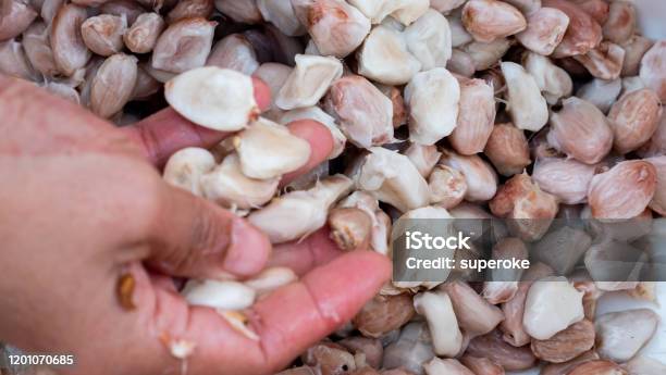 Farmer Harvesting Cocoa Fruit Stock Photo - Download Image Now - Cacao Fruit, Antique, Carbohydrate - Food Type