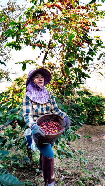 asia women picking coffee in the plant - coffee crop farmer equality coffee bean imagens e fotografias de stock