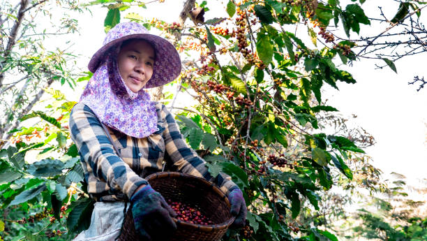 공장에서 커피를 따는 아시아 여성들 - coffee crop farmer equality coffee bean 뉴스 사진 이미지