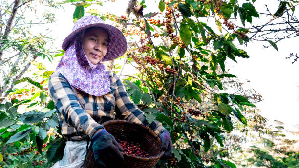 asia women picking coffee in the plant - coffee crop farmer equality coffee bean imagens e fotografias de stock