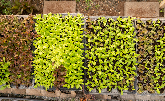 Organic vegetables in an open-air outdoor area Is a safe vegetable and has a high price.