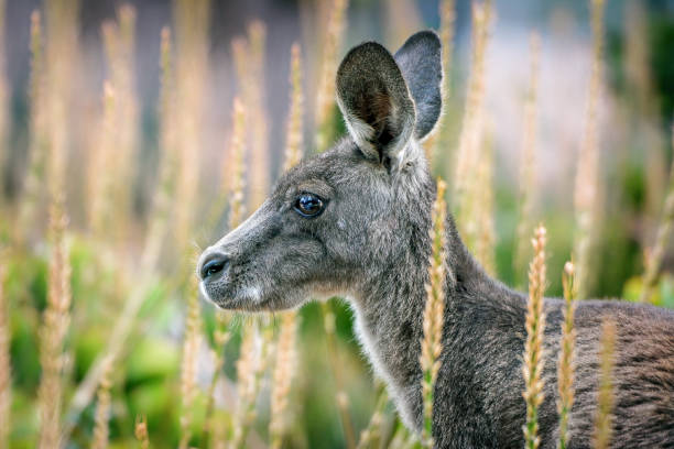 graue känguru joey hautnah - kangaroo joey marsupial mammal stock-fotos und bilder