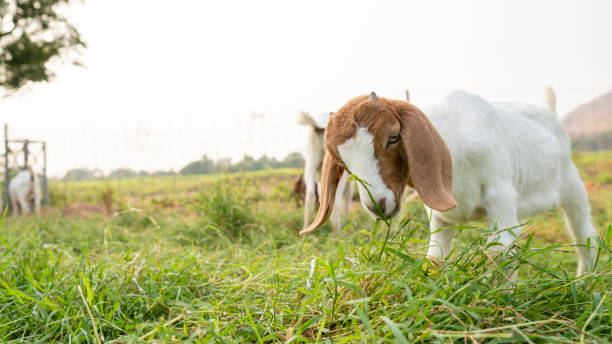 The baby goats on the farm are eating grass to grow into milk goats. The baby goats on the farm are eating grass to grow into milk goats. goat grass stock pictures, royalty-free photos & images
