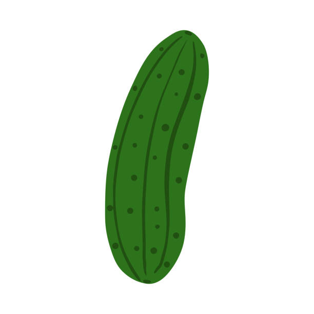 ilustrações de stock, clip art, desenhos animados e ícones de hand drawn cucumber isolated on white background. fresh organic ingredient. - cucumber pickled