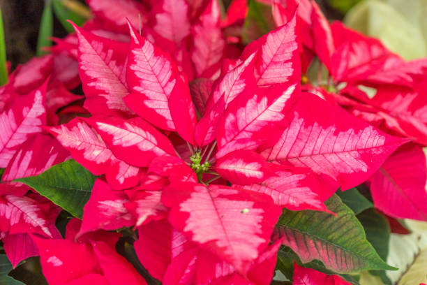 Pink Red Petals Poinsettia Blooming Macro Bellevue Washington. Native to Mexico, Christmas decoration.