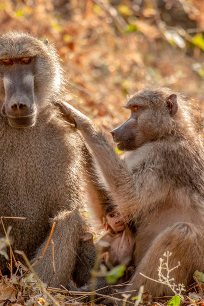 istock wild african baboon family 1201071731