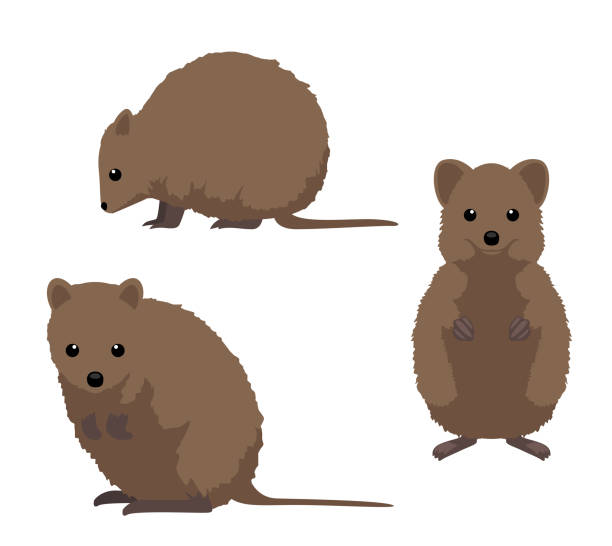 Quokka Smiling Stock Photos, Pictures & Royalty-Free Images - iStock Quokka Smiling Stock Photos, Pictures & Royalty-Free Images - iStock