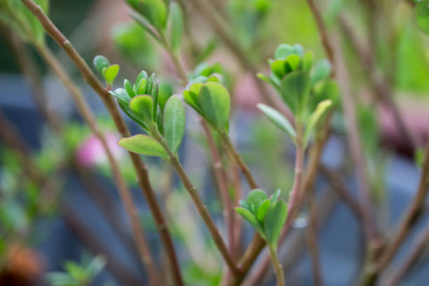 istock Green leaf in a garden. Shallow DOF and blurred image. 1201076235