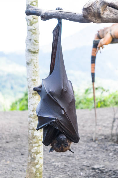 istock Bat hanging from the tree branch, Indonesia bat - Also known as great flying fox. 1201079368