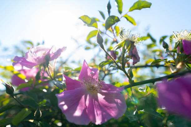 Horizontal photography, with a blue sky background, predominantly the green of the leaves and the lilac of the flower. Wild Rose.