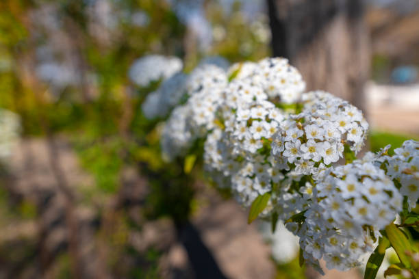 Horizontal photography, with the background of the plant itself, predominantly the green of the leaves and the white of the flowers. Spirea flower.