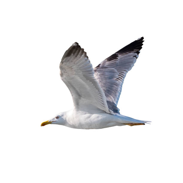 istock Seagull flying in the sky, isolated on white background 1201081589