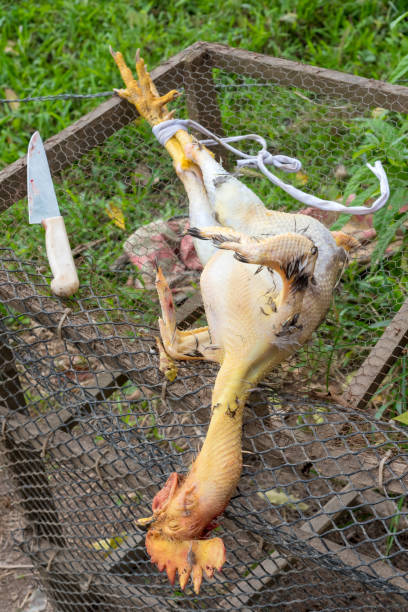 istock Chicken prepared to be cooked in a country house. 1201081620