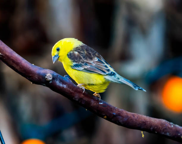 istock Sudan Golden Sparrow Close Up 1201081714