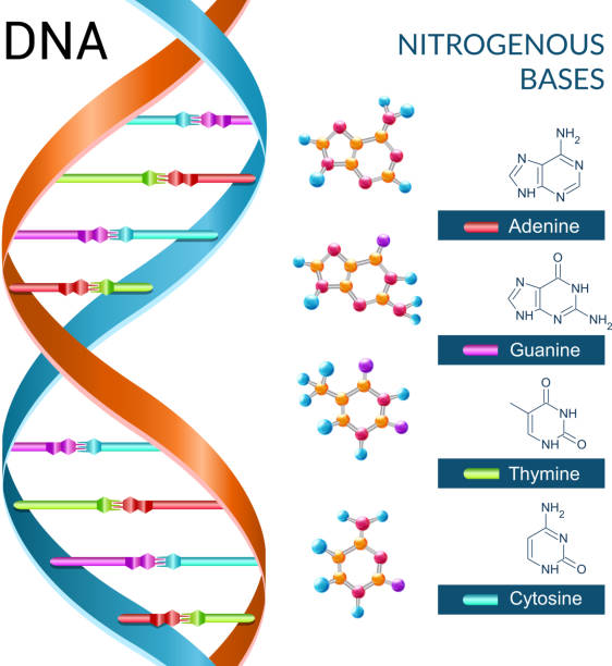 dna 염기 - thymine stock illustrations