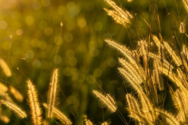 istock Glowing blooming grass flowers on sunset light with bokeh effect in background 1201082803