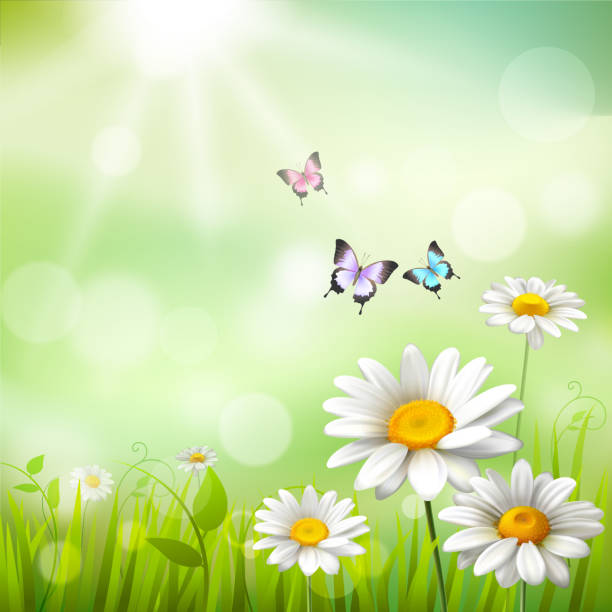ilustrações, clipart, desenhos animados e ícones de daisies fundo de verão - chamomile daisy sky flower