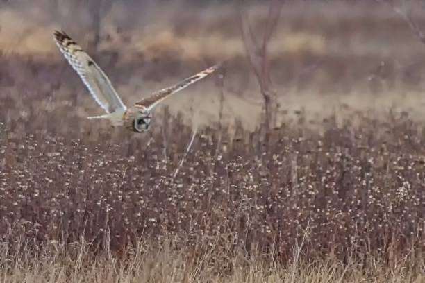 istock short-eared owl flying above Boundary Bay Beach, Delta, BC, Canada 1201084706