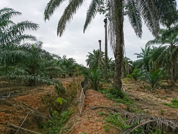 istock Trenches in palm oil tree plantation in Pahang 1201085707