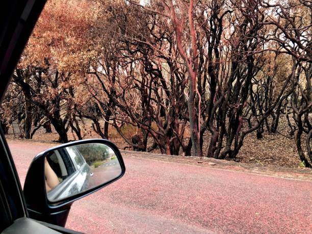 istock Burnt Coastal Scrub Forest After Bushfires Seen from my Car Window 1201088096