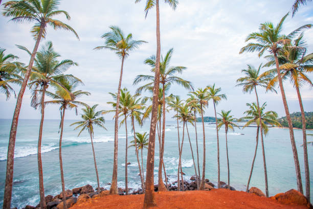 istock Coconut palm tree hill and wave in the background, Mirissa beach, Sri Lanka 1201088629