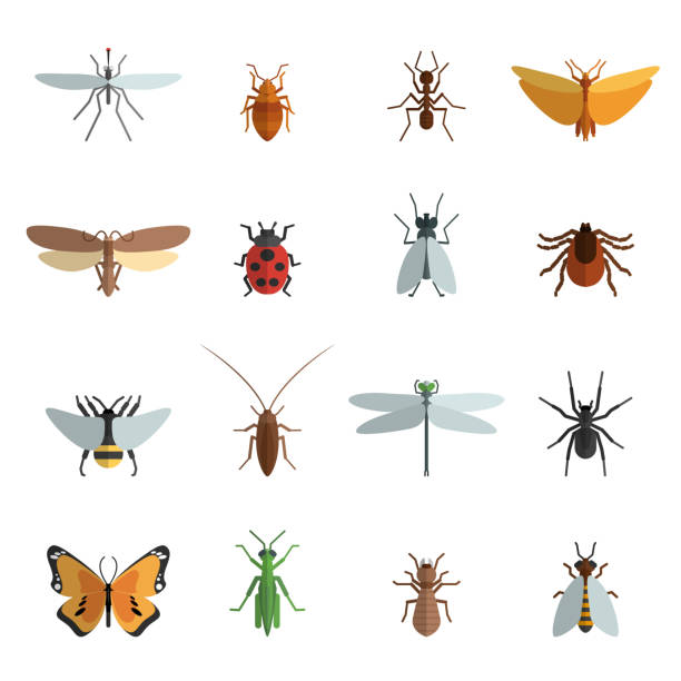 illustrazioni stock, clip art, cartoni animati e icone di tendenza di insetti icone piatta - grasshopper