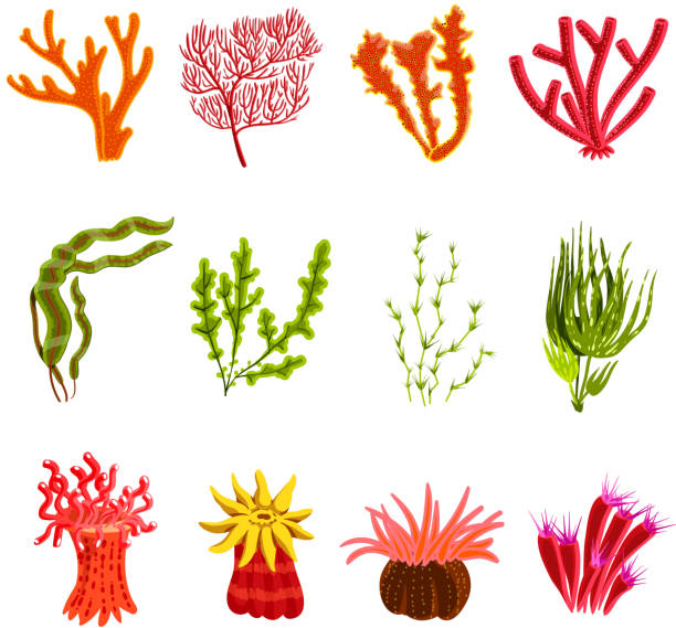 coral set Underwater ocean and aquarium coral decorative icons set isolated vector illustration sea anemone stock illustrations