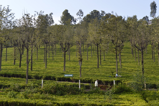 Tea estates view at Kotagiri, Tamil Nadu, India