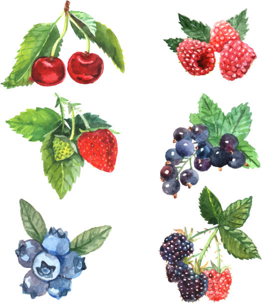 ilustraciones, imágenes clip art, dibujos animados e iconos de stock de conjunto de bayas de acuarela - blackberry blueberry raspberry fruit