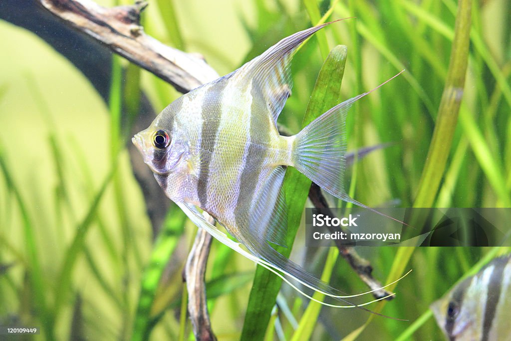 Angelfish in aquarium Delicate fish with black stripes in aquarium Angelfish Stock Photo