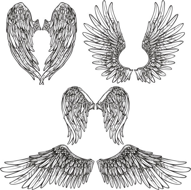 wings set Angel or bird wings abstract sketch set isolated vector illustration angel wings drawing stock illustrations