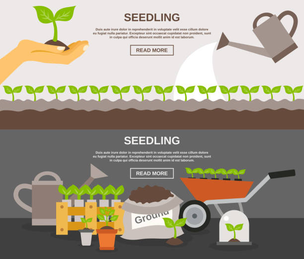 banner seedling Seedling horizontal banner set with plants and gardening equipment flat elements isolated vector illustration trowel gardening shovel gardening equipment stock illustrations