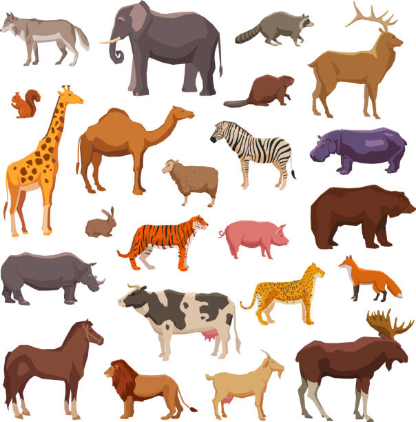 большие животные набор - темы о животных stock illustrations