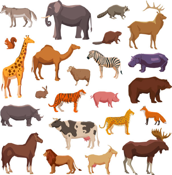big animals set Big wild domestic and farm animals decorative icons set isolated vector illustration wolf illustrations stock illustrations