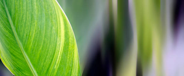 istock Striped textured bright green single leaf on blurred green and purple background. 1201101644