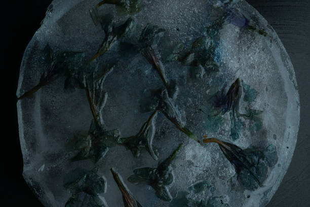 istock Frozen flower petals showing delicate colours and textures, blue and violet colours. 1201102274